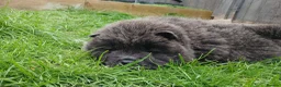 Chow Chow dogs for sale: 10 week old chow chows  - Advert 4