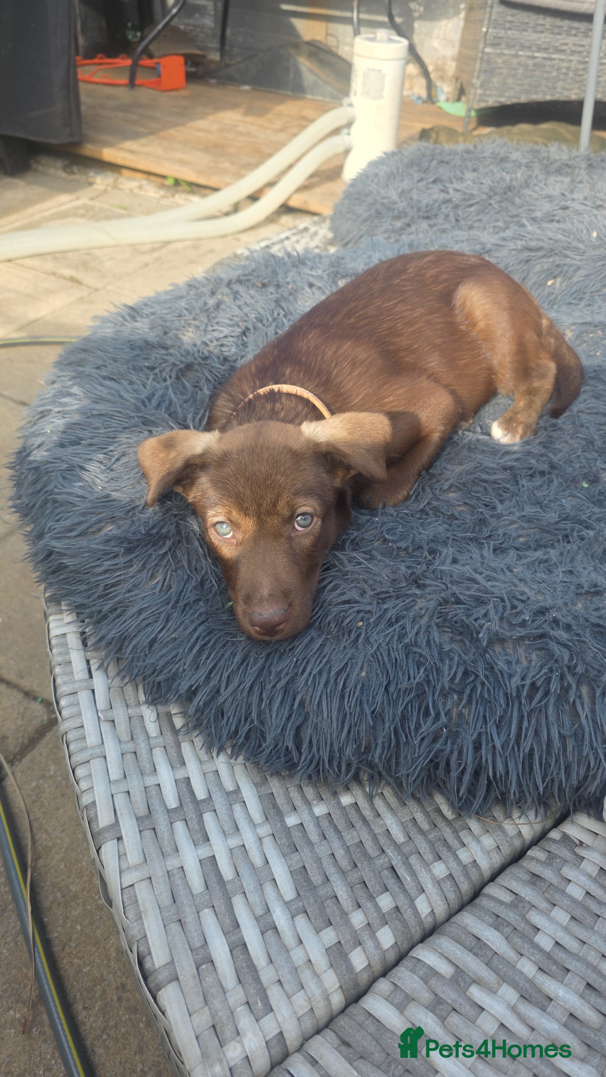 Mixed Breed dogs Husky cross staffy puppies  - Advert 2