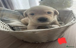 Labrador Retriever dogs for sale: Beautiful chunky yellow  Labrador puppy’s  - Image 2