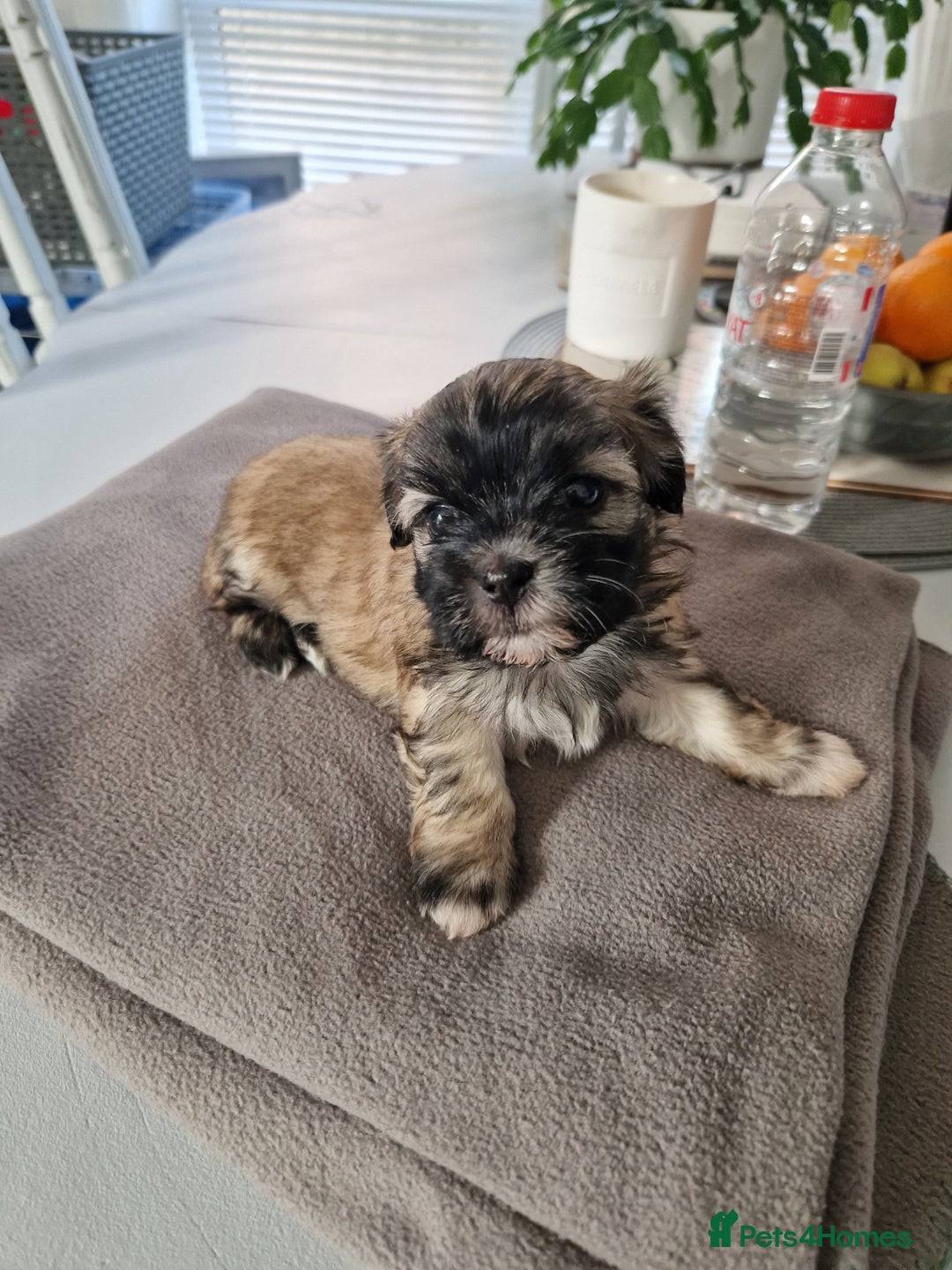Malshi dogs for sale: Beautiful malshi puppies  - Image 12