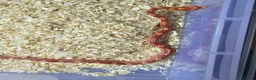 Corn Snake reptiles for sale: Corn snake  in Leicester - Advert 2