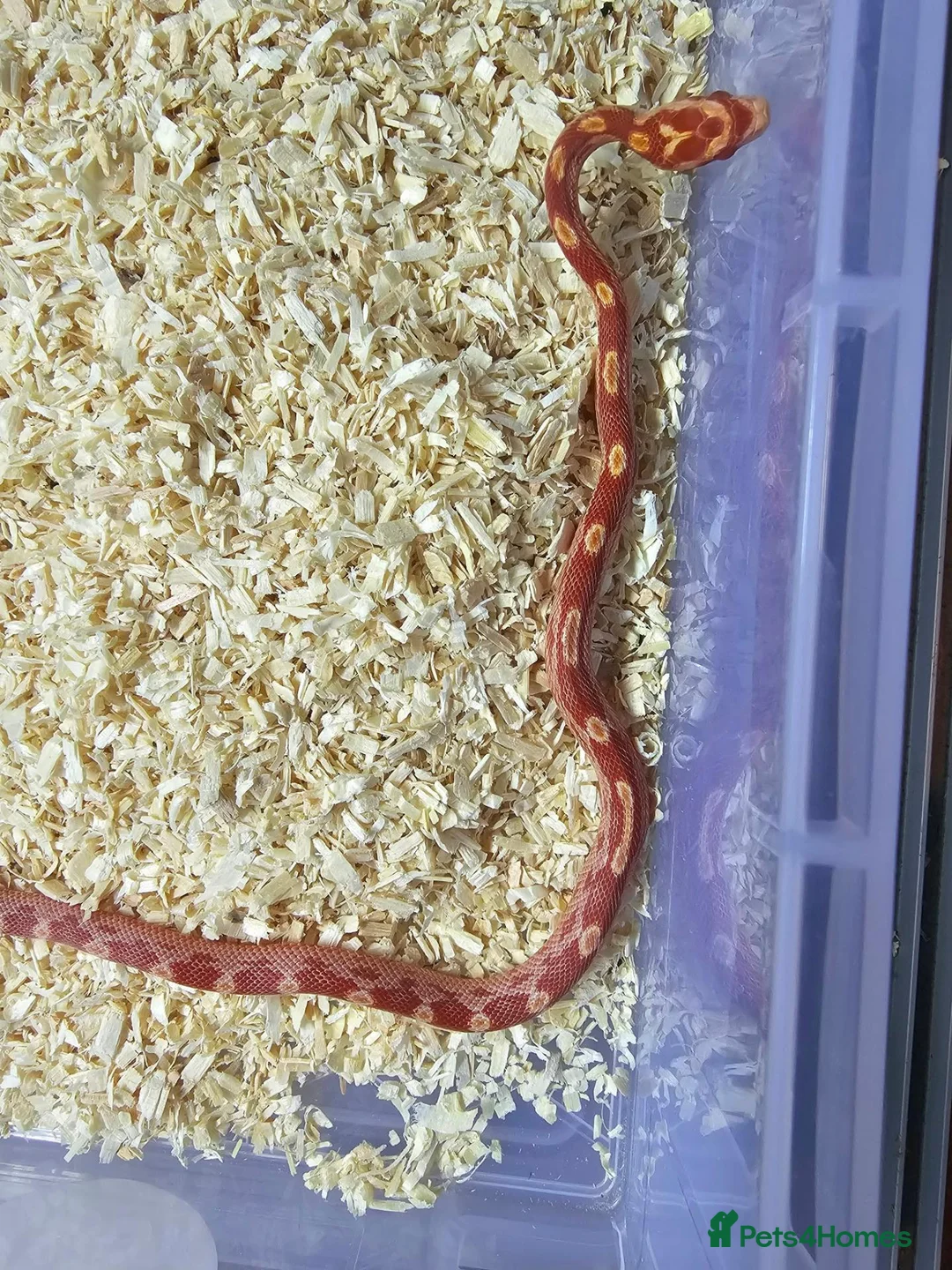 Corn Snake reptiles for sale: Corn snake  in Leicester - Advert 2