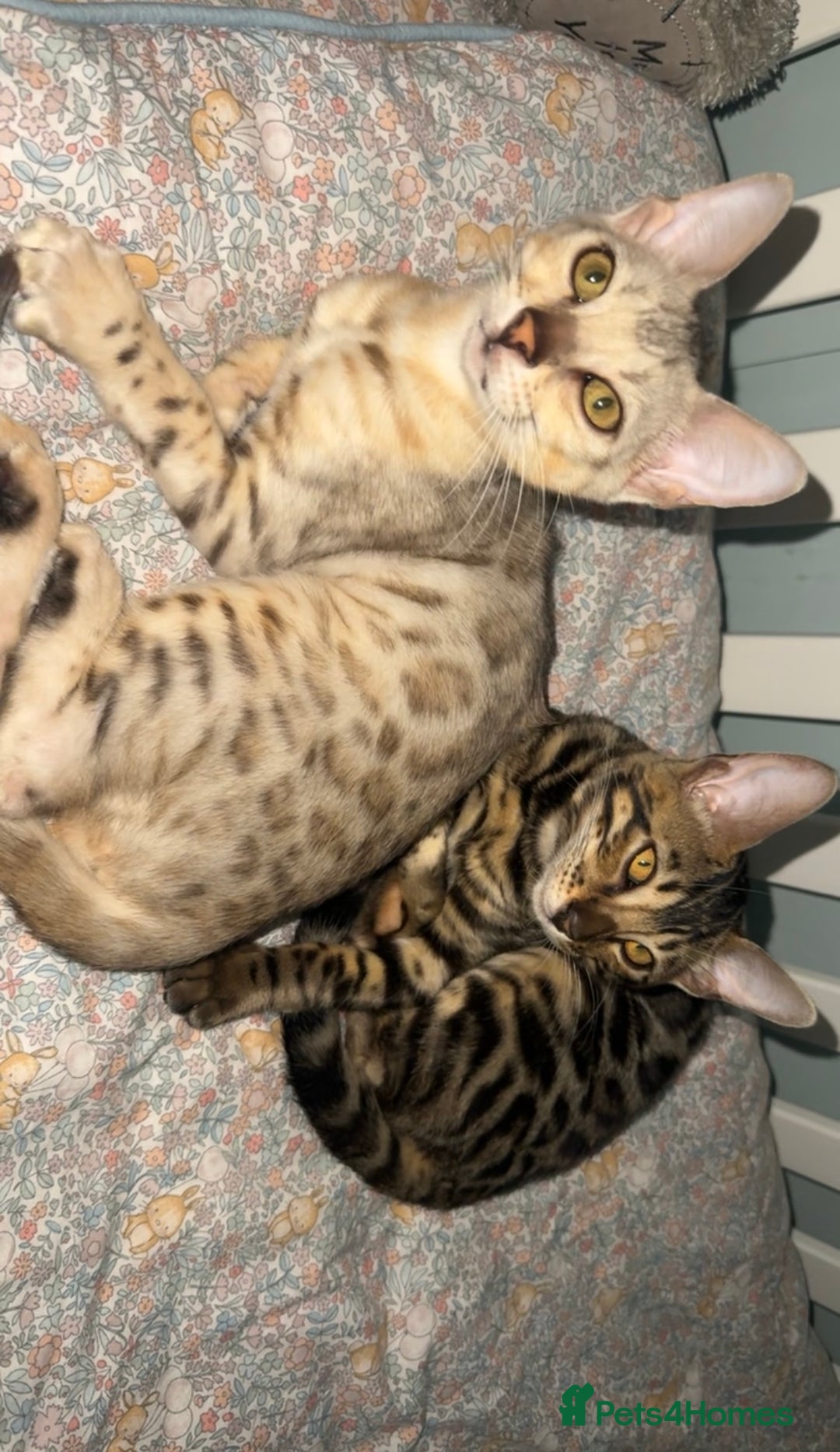 Bengal cats for sale: Female bengal 7 months  - Advert 9