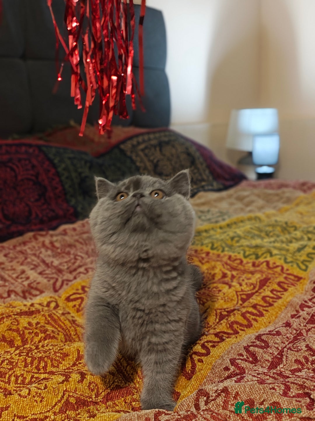 British Shorthair cats for sale: Last blue girl  BSH TICA  registered  - Advert 4