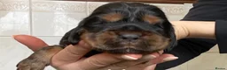 Cocker Spaniel dogs for sale: Therapy calm KC registered show cockers  - Advert 1