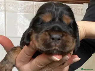 Cocker Spaniel dogs Therapy calm KC registered show cockers - Advert 2