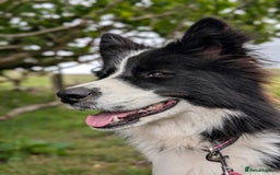 Border Collie dogs for stud: Looking for a stud for February  - Image 5