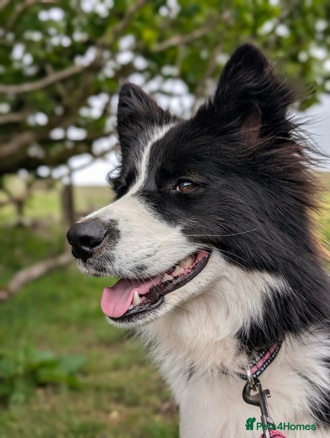 Border Collie dogs for stud: Looking for a stud for February  - Image 5