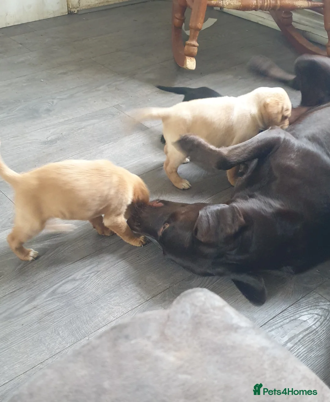 Mixed Breed dogs for sale: Labrador x pointedor pups in Manchester - Advert 2