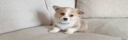 Welsh Corgi Pembroke dogs for sale: 8 Beautiful Kc Welsh Corgi puppies ready soon... - Advert 1
