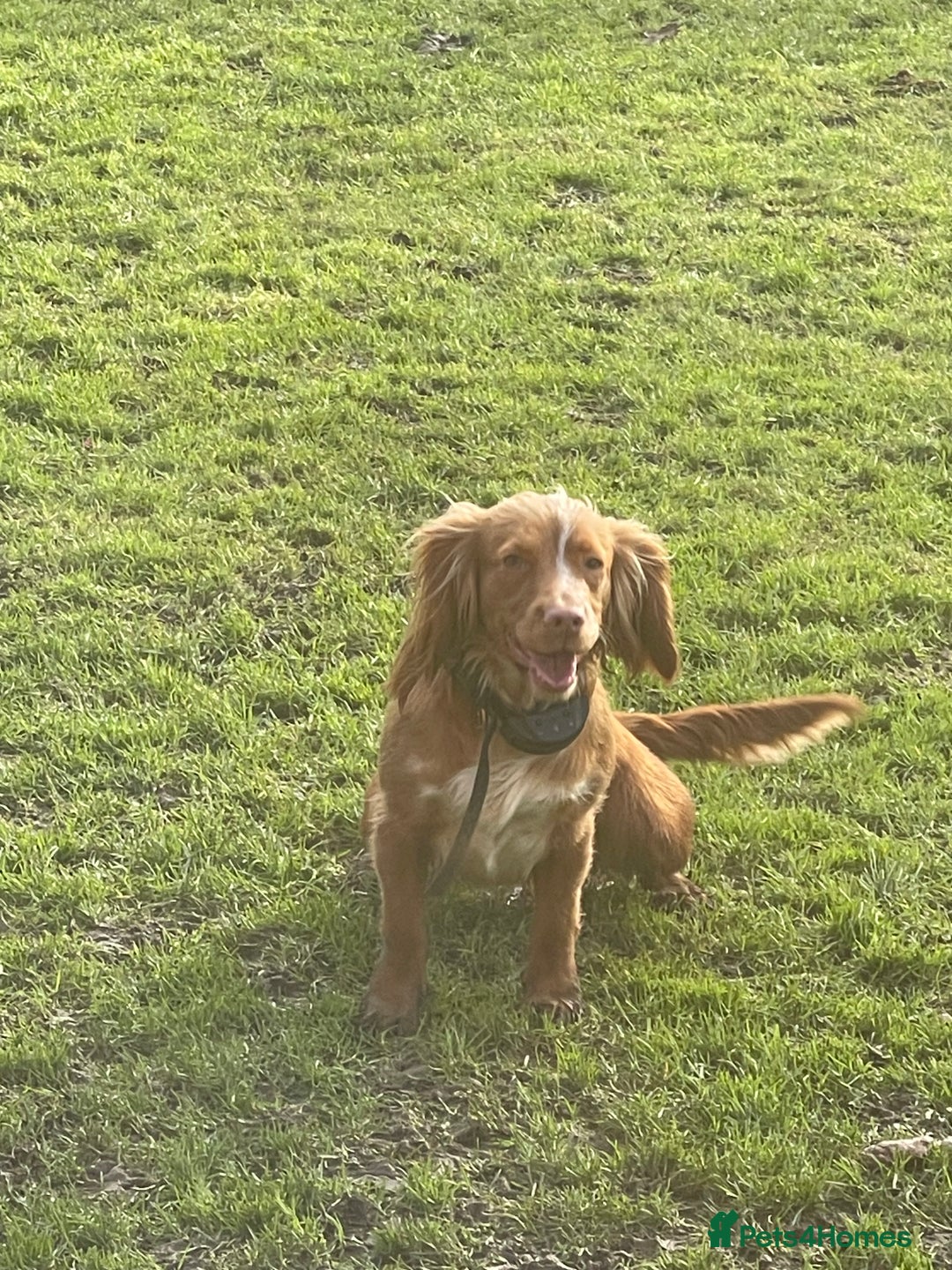 Cocker Spaniel dogs for sale: Red girl cocker spaniel - Advert 1