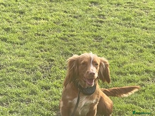 Cocker Spaniel dogs Red girl cocker spaniel - Advert 1