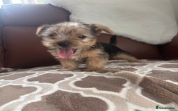 Mixed Breed dogs for sale: Yorkshire terrier/Jack Russell - Image 28