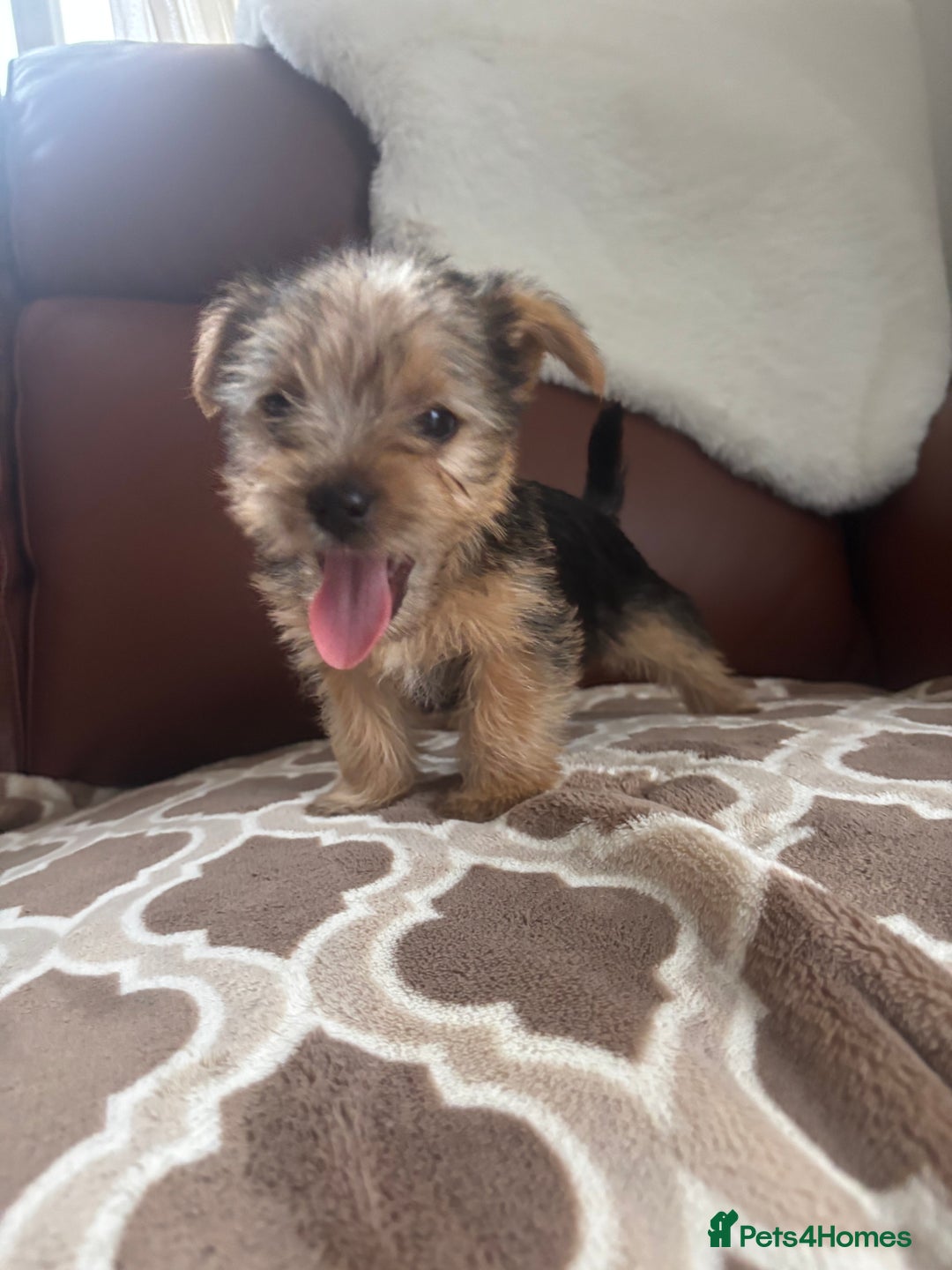 Mixed Breed dogs for sale: Yorkshire terrier/Jack Russell - Image 28