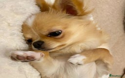 Chihuahua dogs for sale: Beautiful Puppy Bella Looking for a Loving Home - Image 8