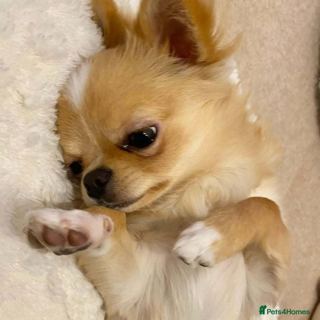 Chihuahua dogs for sale: Beautiful Puppy Bella Looking for a Loving Home - Image 8