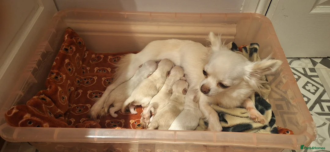 Chihuahua dogs for sale: KC reg Long coat boys available  - Advert 24