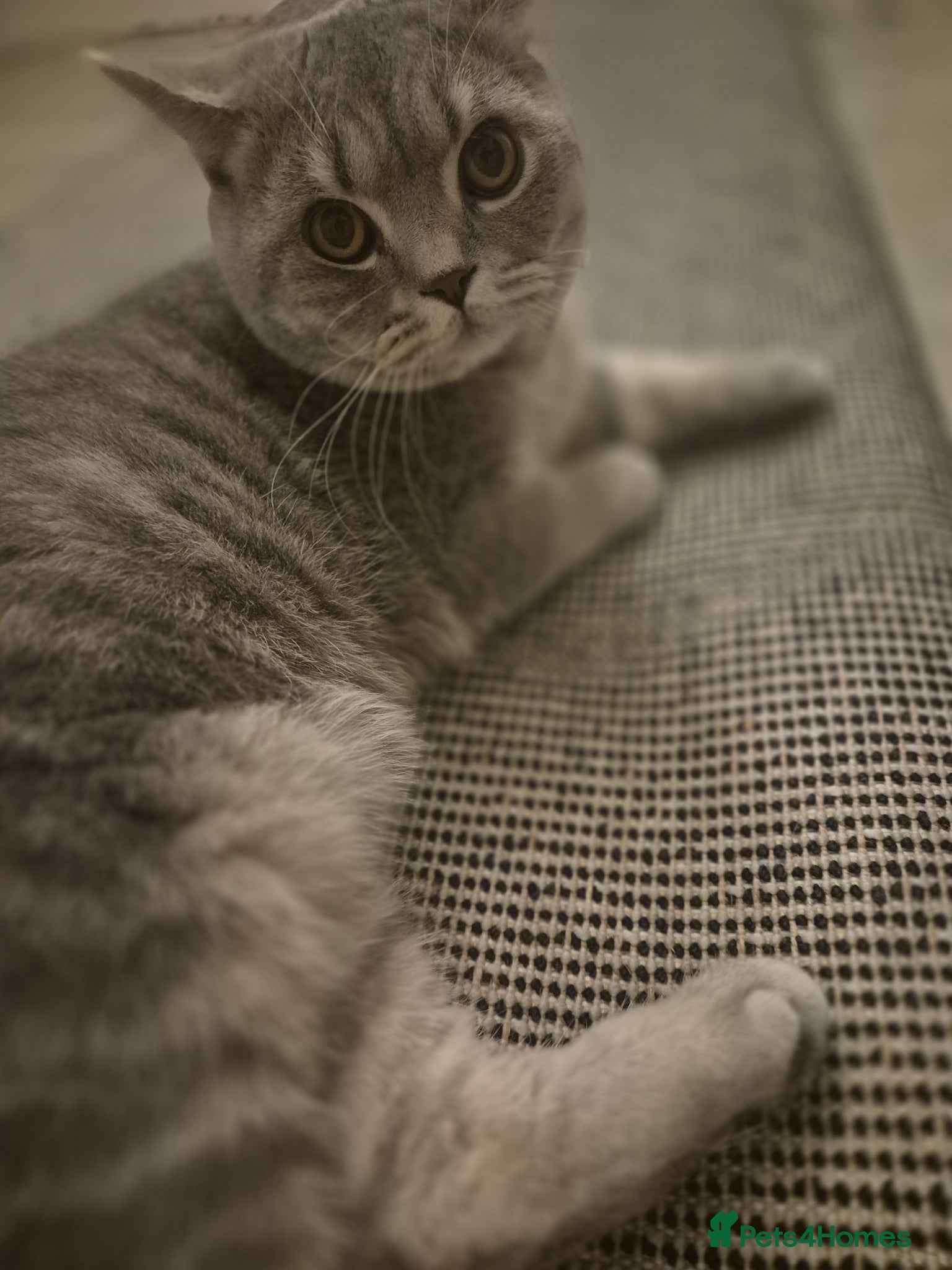 British Shorthair cats Wilson - Advert 1