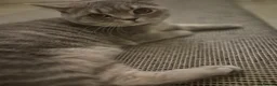 British Shorthair cats for sale: Wilson - Advert 1