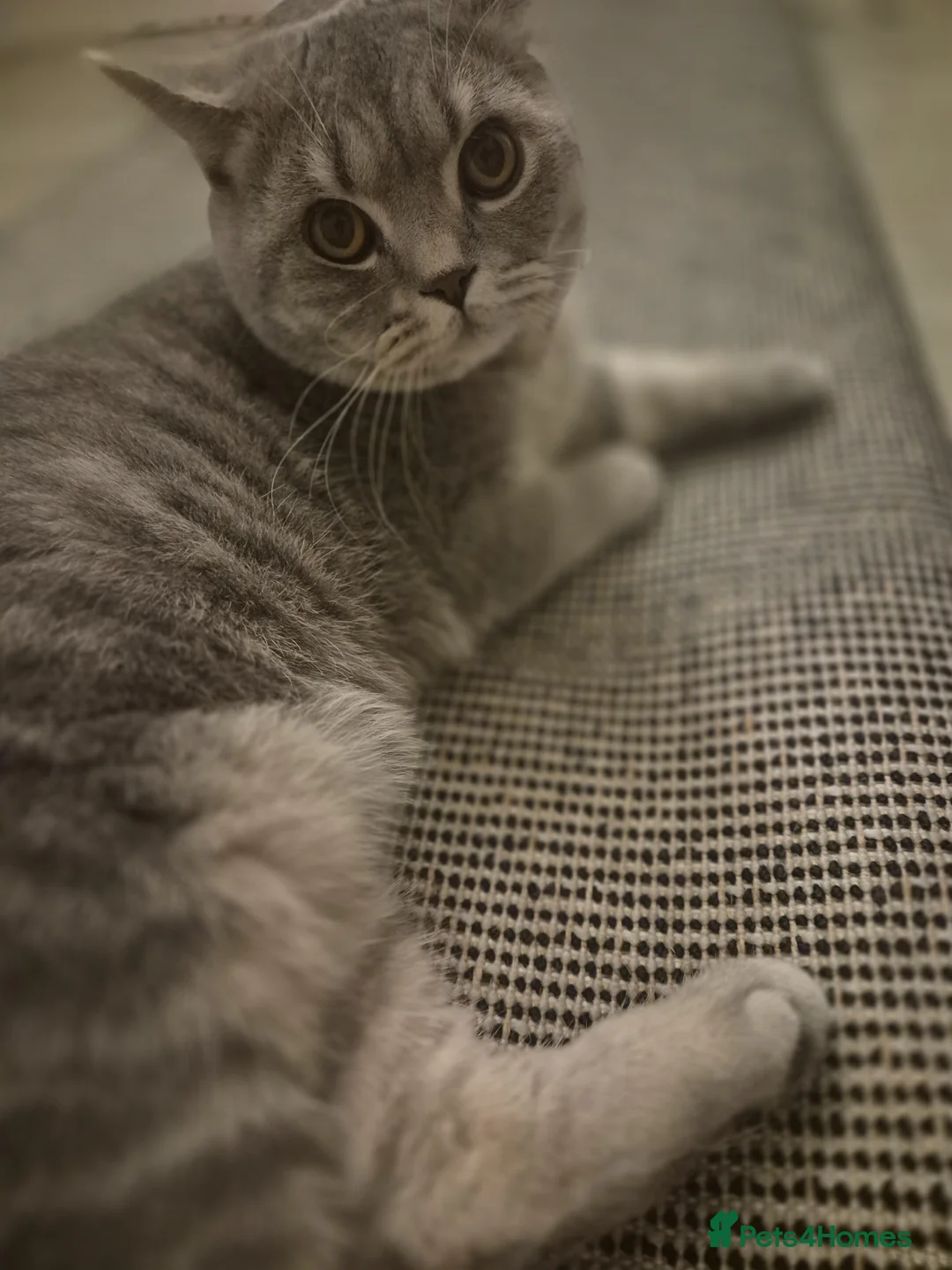 British Shorthair cats for sale: Wilson - Advert 1