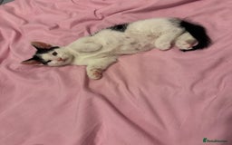 British Shorthair cats for sale: 7 kittens just turned 8 weeks  - Image 5