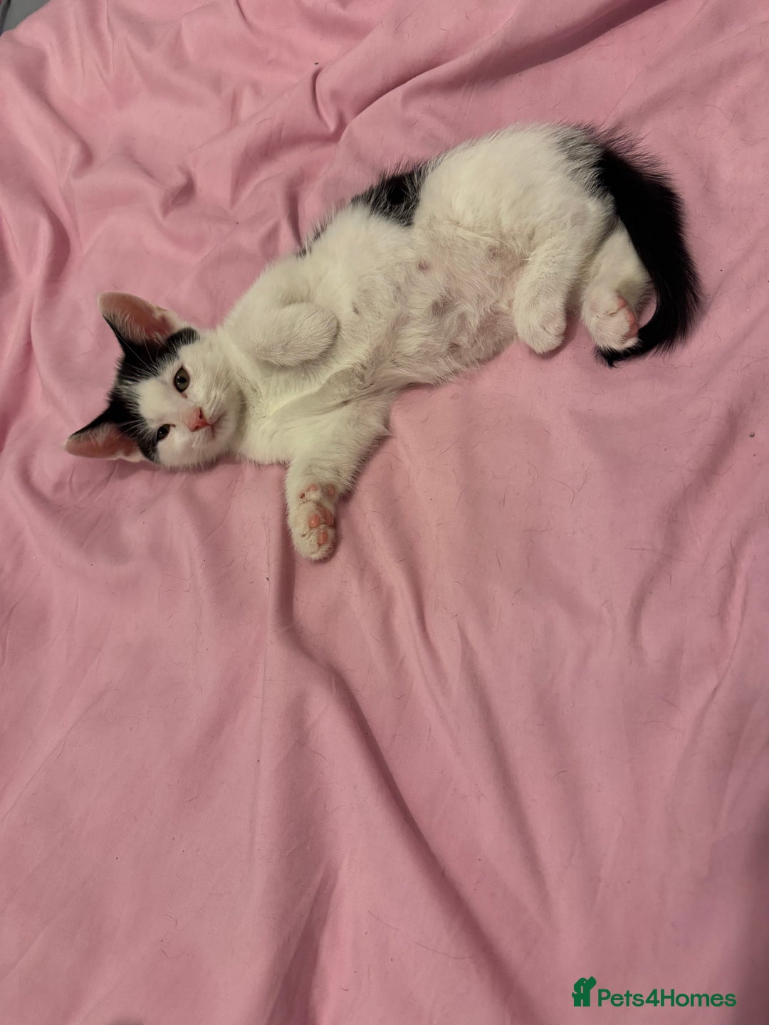 British Shorthair cats for sale: 7 kittens just turned 8 weeks  - Image 5