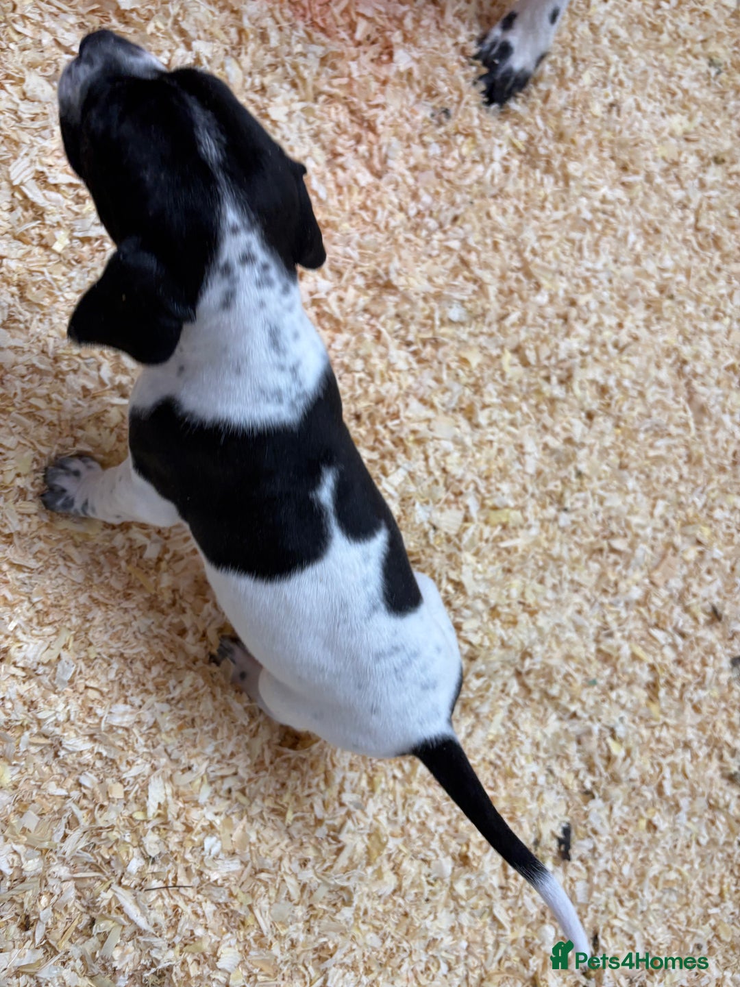 Pointer dogs for sale: English Pointer Puppies available 8th January  - Advert 14