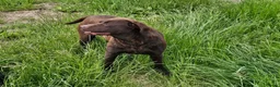Labrador Retriever dogs for sale: BEAUTIFUL 6 YEAR OLD CHOCOLATE LABRADOR - Advert 10
