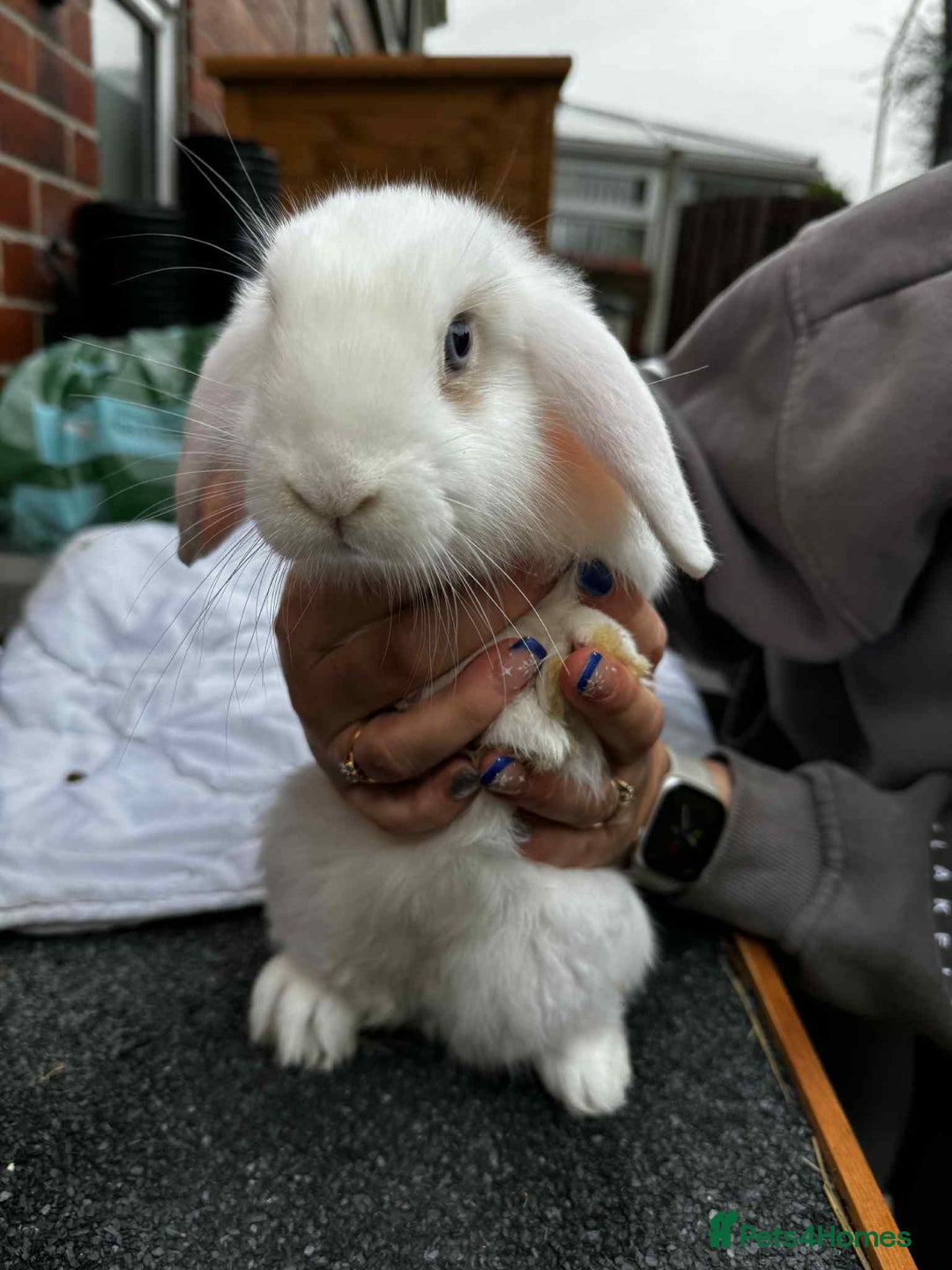 Mini Lop rabbits for sale: 2 female mini lops - Advert 5
