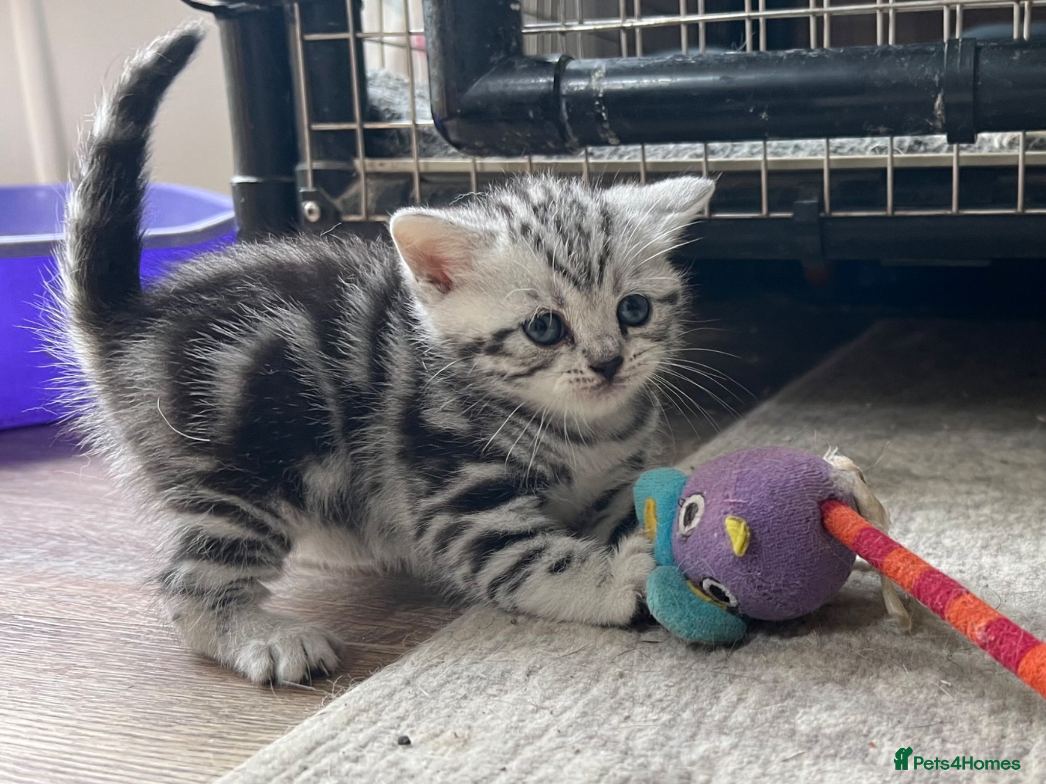 British Shorthair cats GCCF reg BSH BLACK SILVER TABBY KITTENS - Advert 1