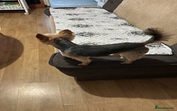 Yorkshire Terrier dogs for sale: Puppy  - Image 7