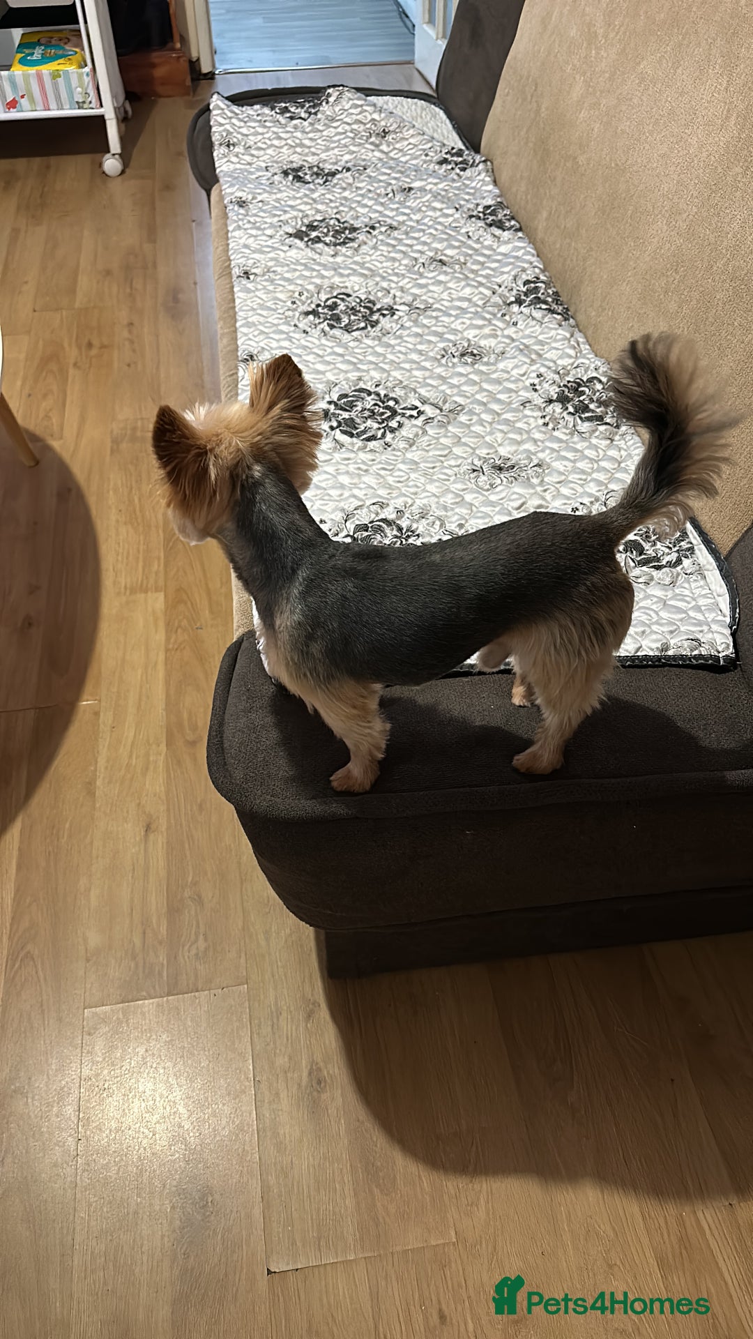 Yorkshire Terrier dogs for sale: Puppy  - Image 7