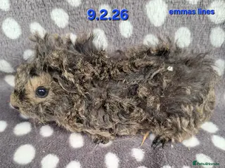 Guinea Pig rodents Fluffy baby boy male guinea pigs - Advert 19