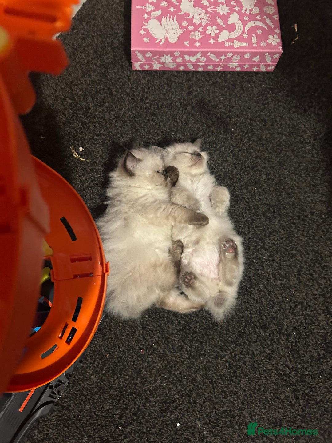 Ragdoll cats for sale: Ragdoll kittens - male - Advert 5