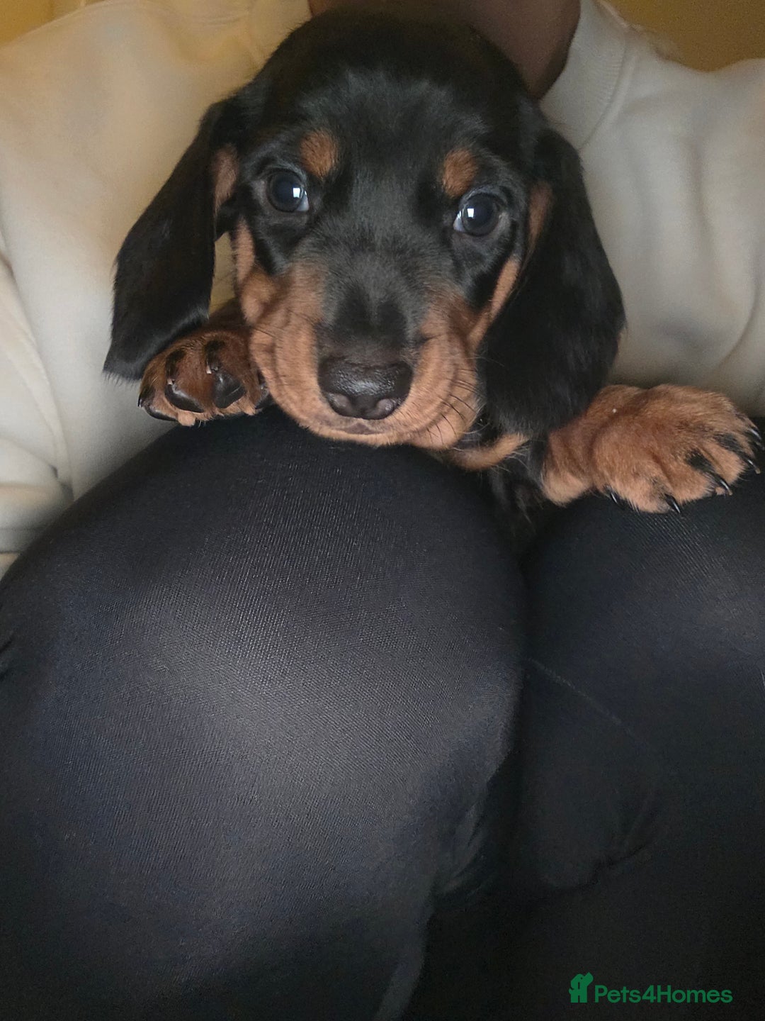 Dachshund dogs for sale: Standard Dachshund Puppies - Advert 20
