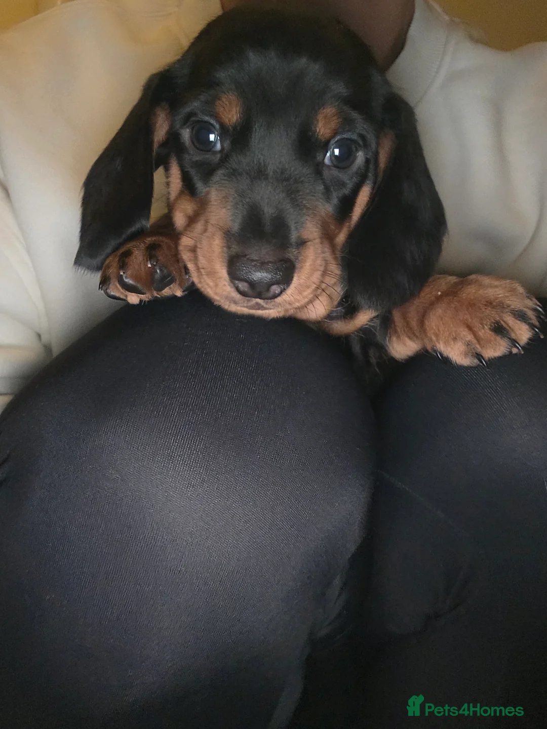 Dachshund dogs for sale: KC Standard Dachshund Puppies - Advert 21