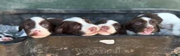 English Springer Spaniel dogs for sale: English Springer Spaniel Puppies - Advert 25