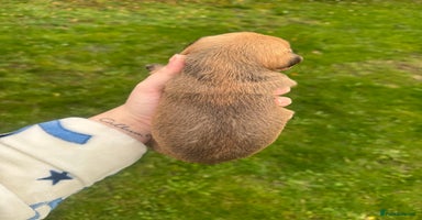 Yorkshire Terrier dogs Yorkshire terrier puppies - Advert 16