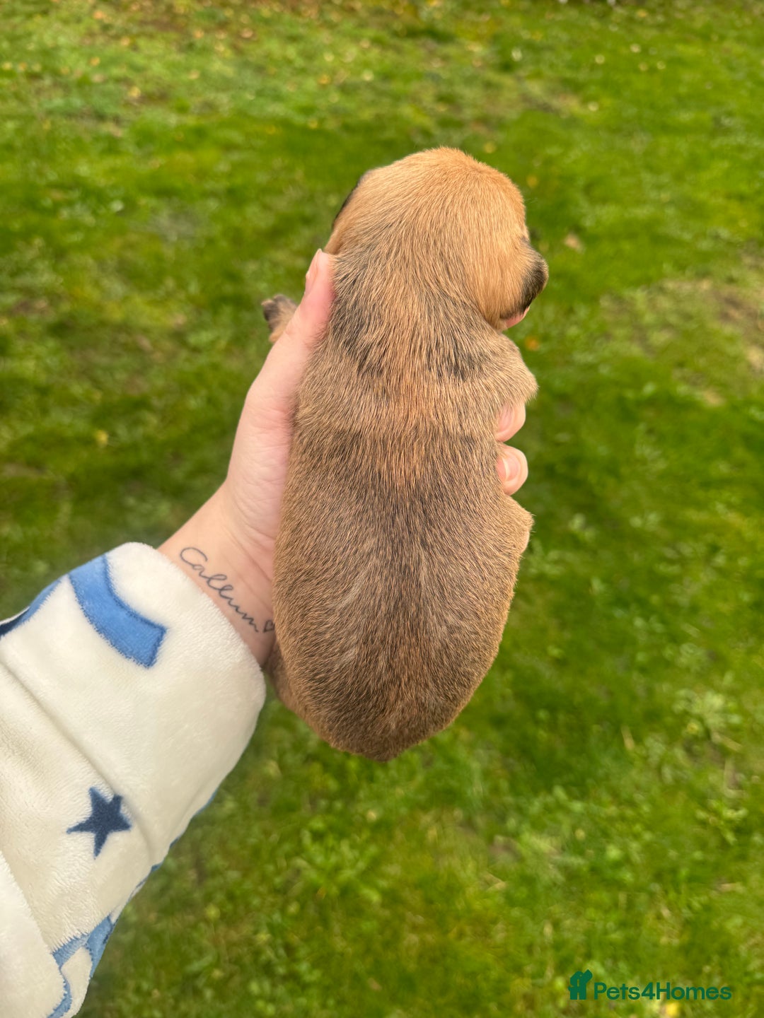 Yorkshire Terrier dogs for sale: Yorkshire terrier puppies - Image 3