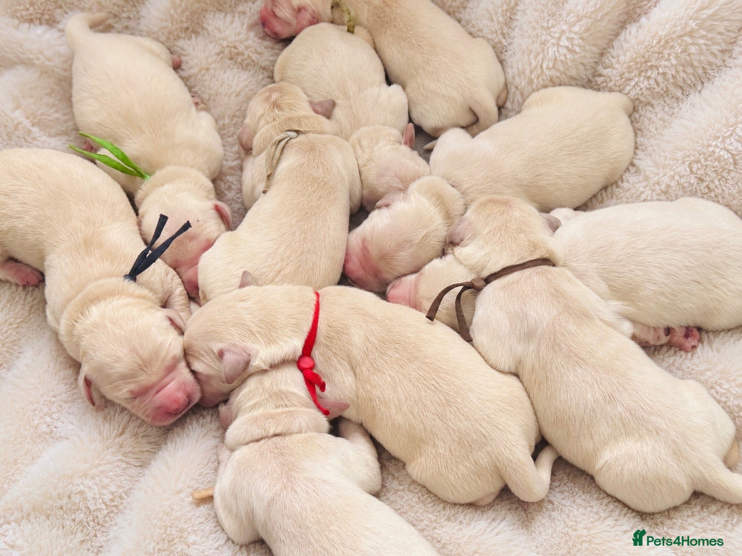 Golden Retriever dogs Champion line puppies 🏆 - Advert 1