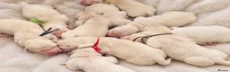 Golden Retriever dogs for sale: Champion line puppies 🏆 - Advert 1