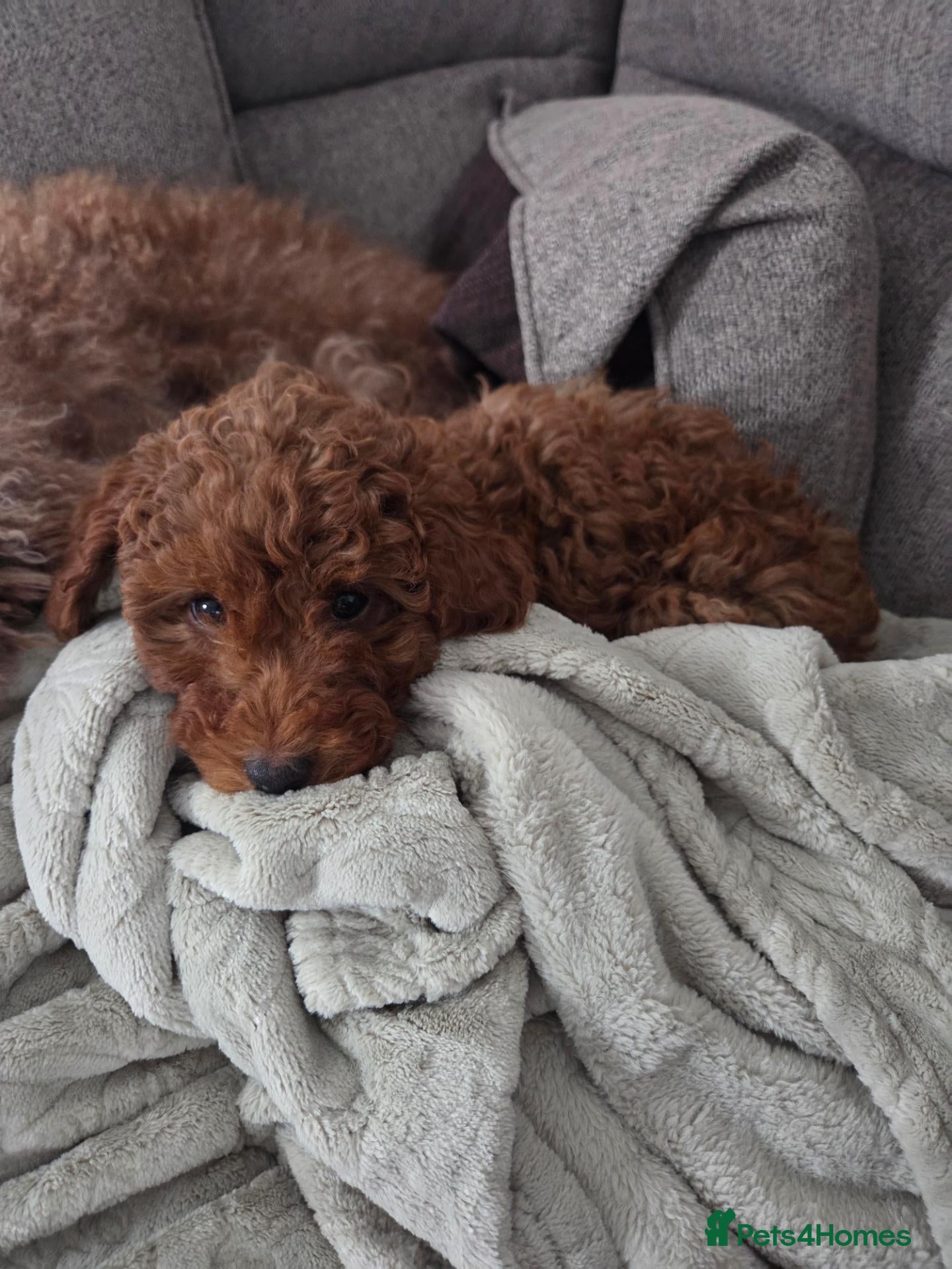 Cavapoo dogs for sale: Reduced 950 Red f1b toy cavapoos health tested - Advert 1
