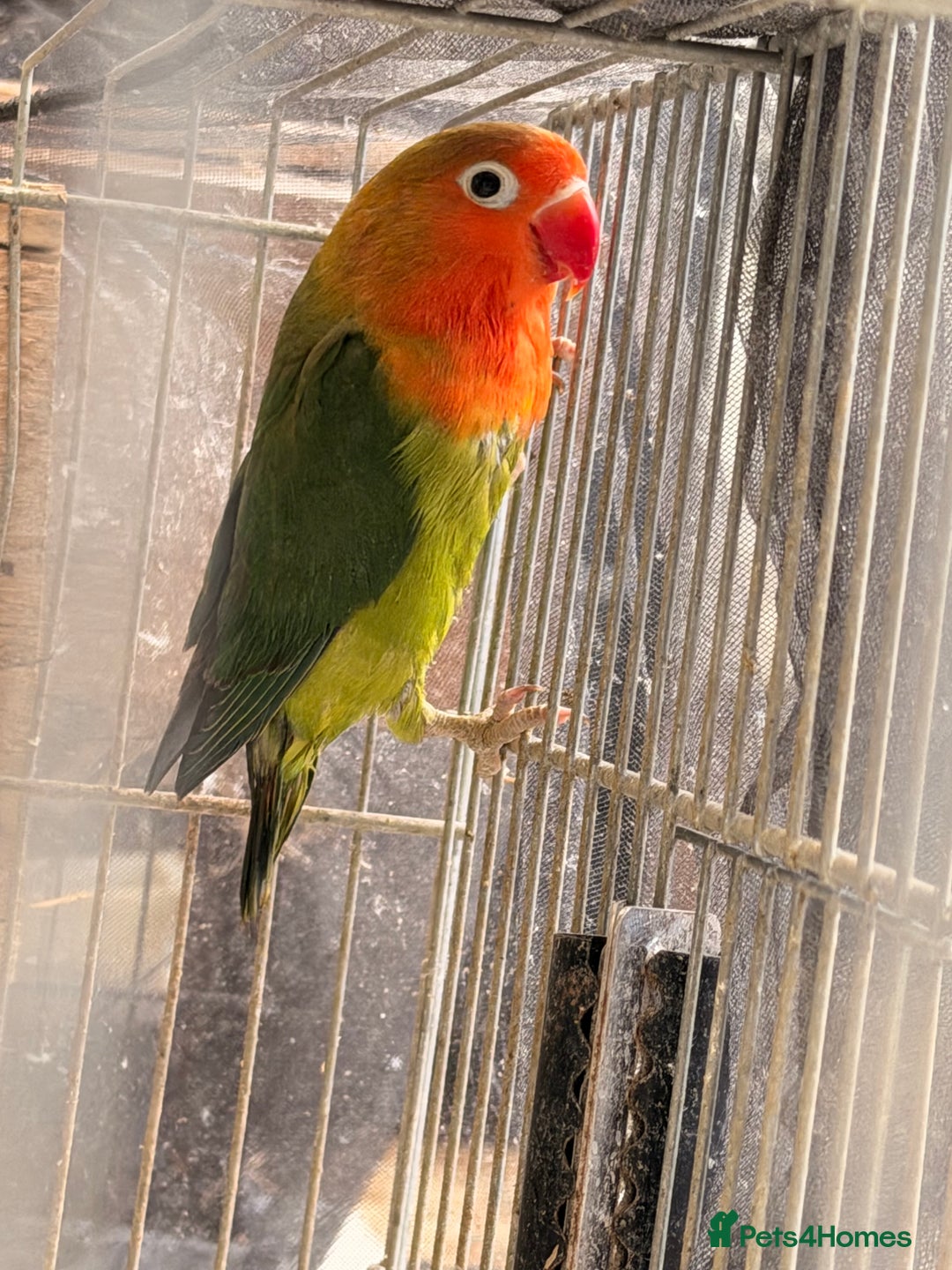 Lovebirds birds for sale: Lovebirds are looking for new home - Advert 8