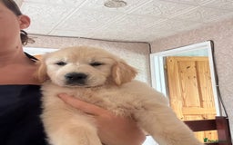 Golden Retriever dogs for sale: Champion line KC reg Golden Retriever pups - Image 5