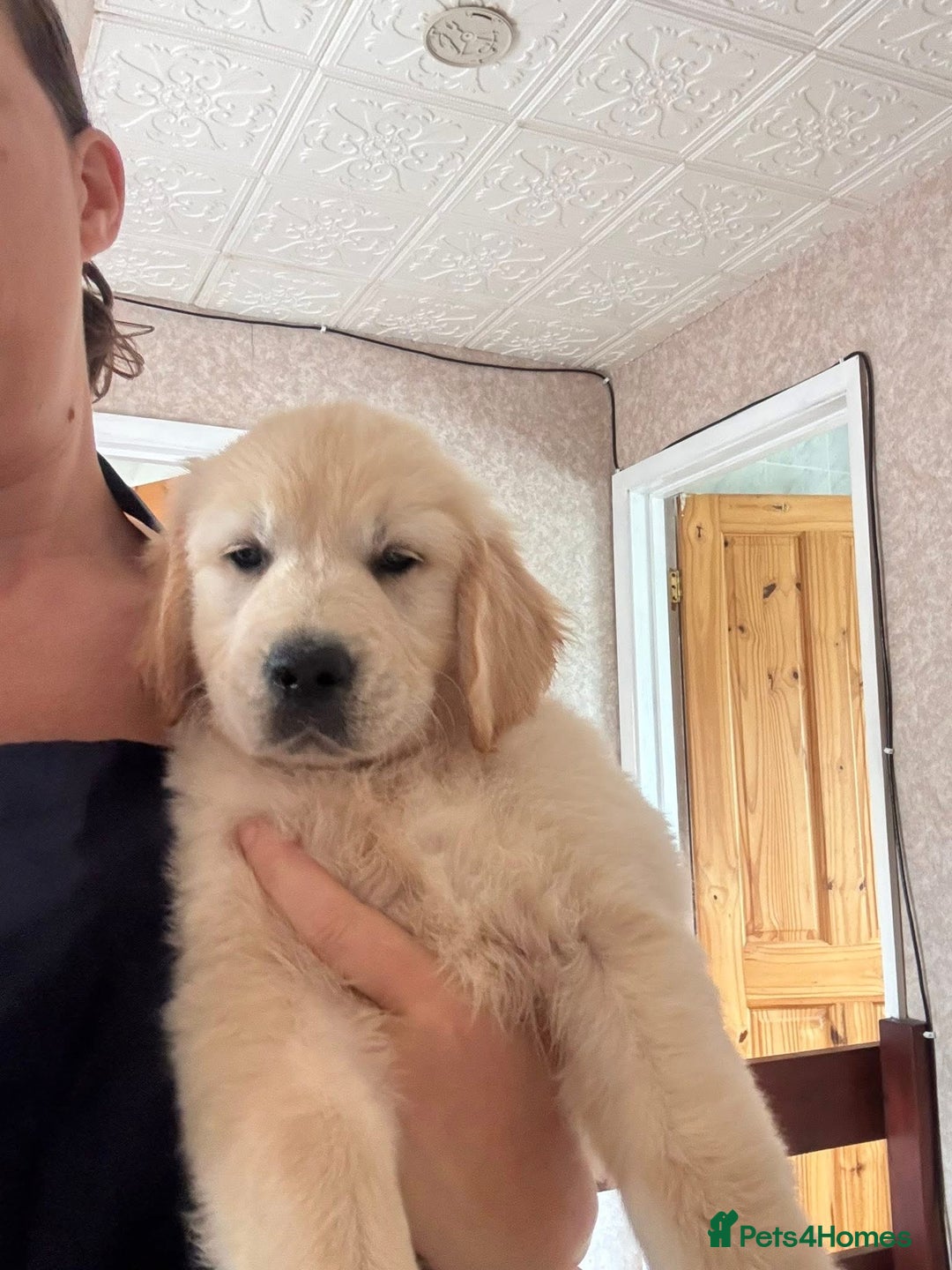 Golden Retriever dogs for sale: Champion line KC reg Golden Retriever pups - Image 5