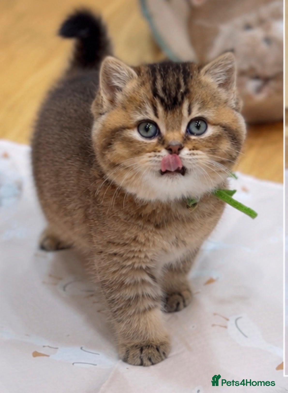 British Shorthair cats Well bred chunky kittens! 1 left don’t miss out!💚 - Advert 14