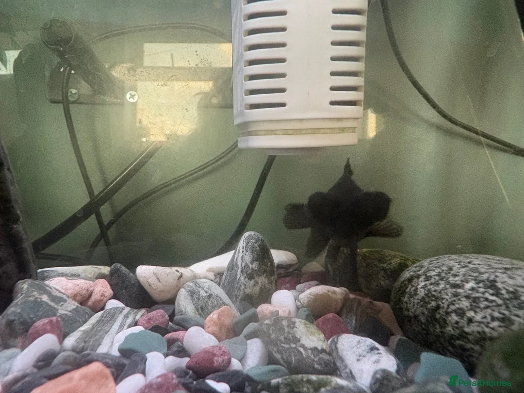 Goldfish fish for sale: Black Moore  in Edinburgh - Advert 1