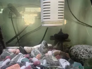 Goldfish fish Black Moore - Advert 2