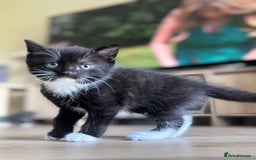 Domestic Shorthair cats for sale: 5 Beautiful healthy kittens in Chester - Image 4