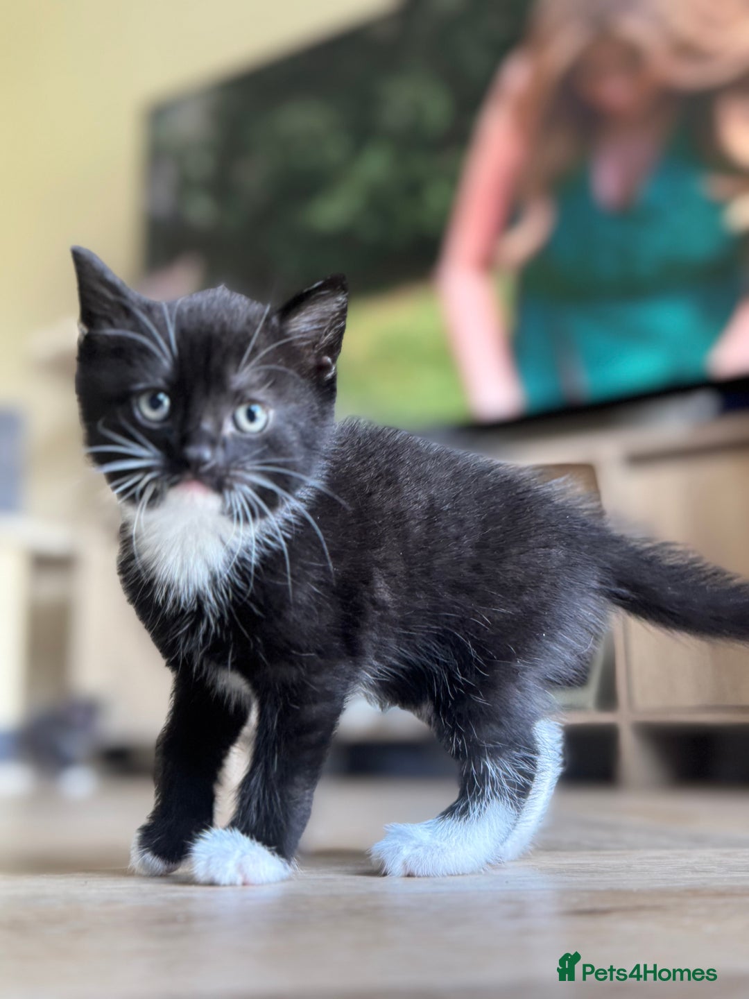Domestic Shorthair cats for sale: 5 Beautiful healthy kittens in Chester - Image 4